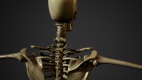 bones-of-the-Human-skeleton